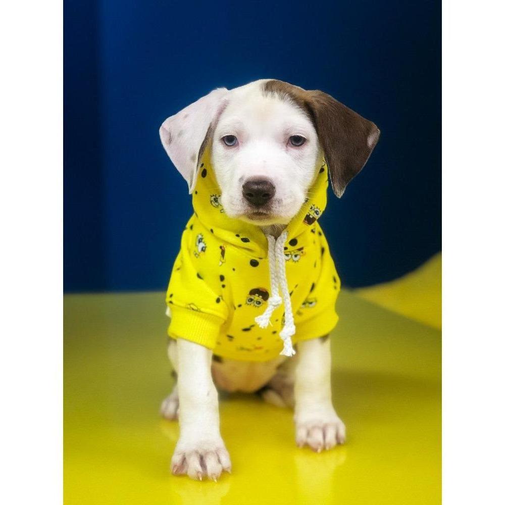 Spongebob x Fresh Pawz - SB All Over Hoodie | Dog Clothing - YuppyCollections