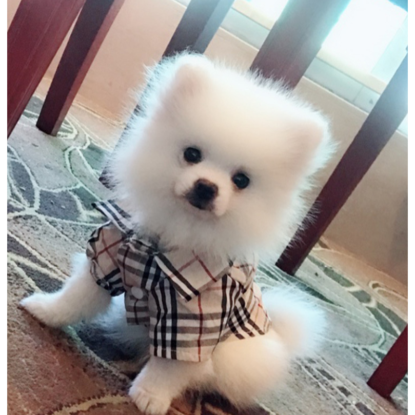 Furberry Checkered Button Up | Dog Clothing - YuppyCollections