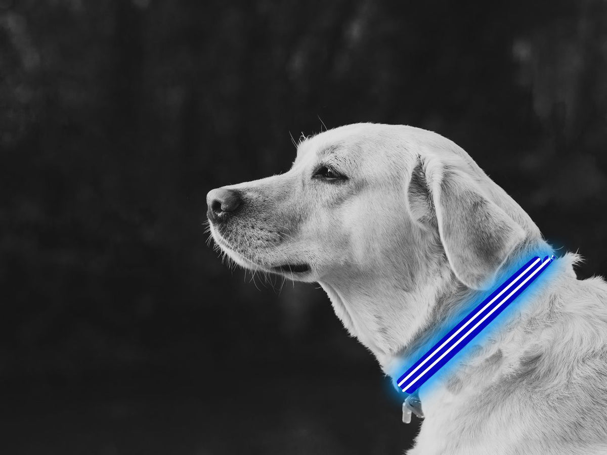 LED Dog Collar Blue - YuppyCollections