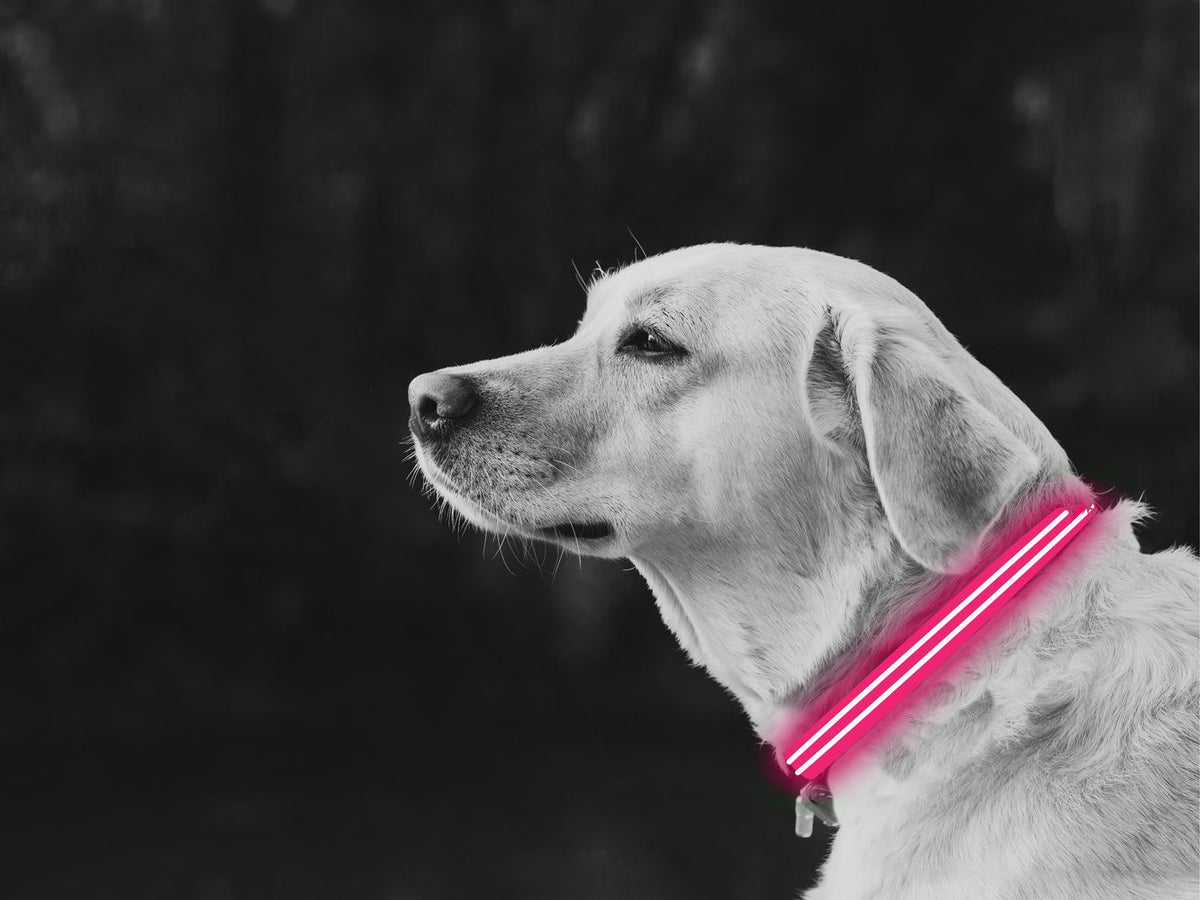 LED Dog Collar Pink - YuppyCollections