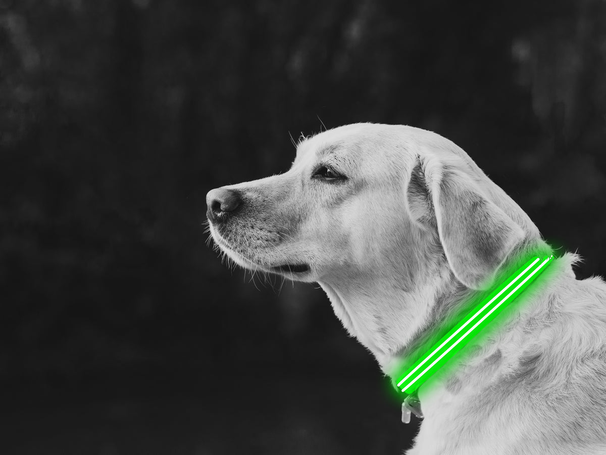 LED Dog Collar Green - YuppyCollections