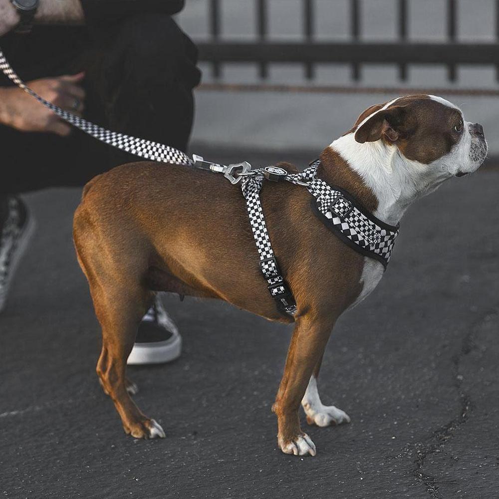 Checkerboard | Leash - YuppyCollections